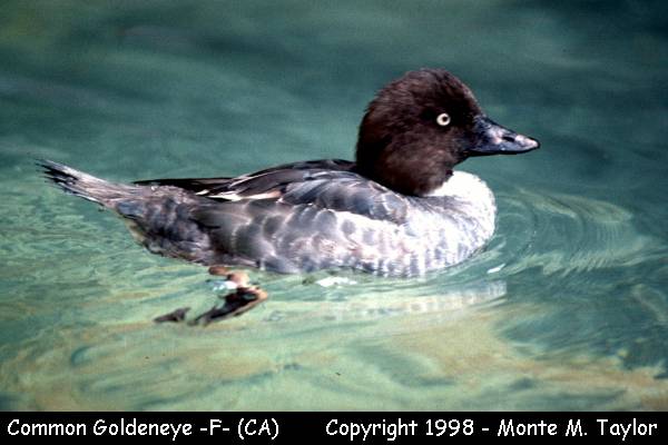 Common Goldeneye -female- (California)