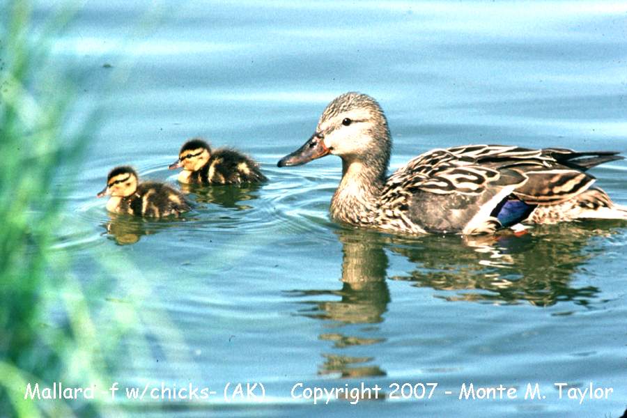 Mallard -female/with young- (Alaska)