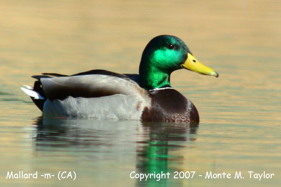 Mallard -male- (California)