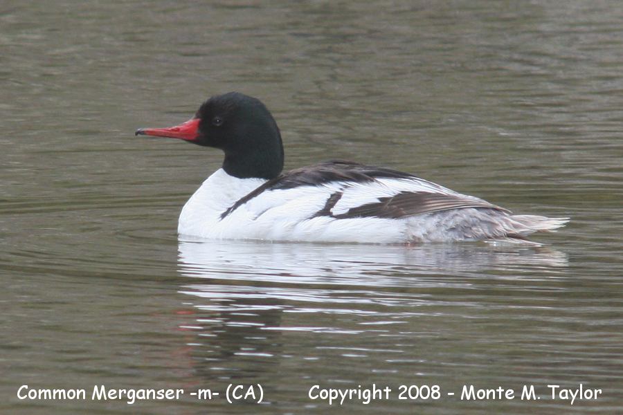Common Merganser -m- (Lake Tahoe, CA)