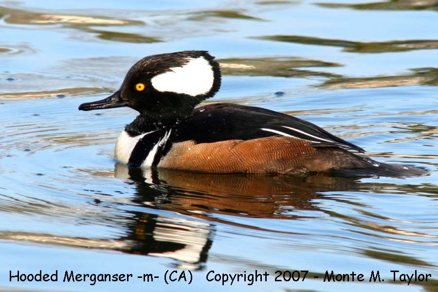 Hooded Merganser -male- (California)