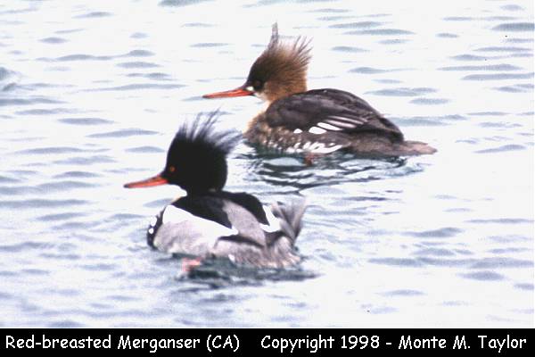 Red-breasted Merganser -male/female- (California)