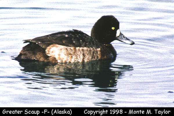 Greater Scaup -male- (Alaska) (31124 bytes)