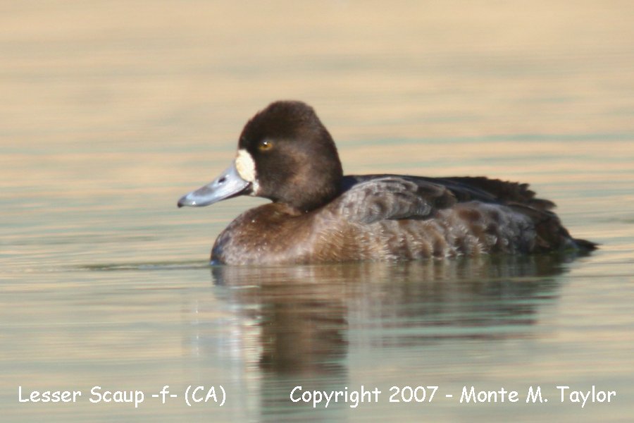 Lesser Scaup -female- (California)