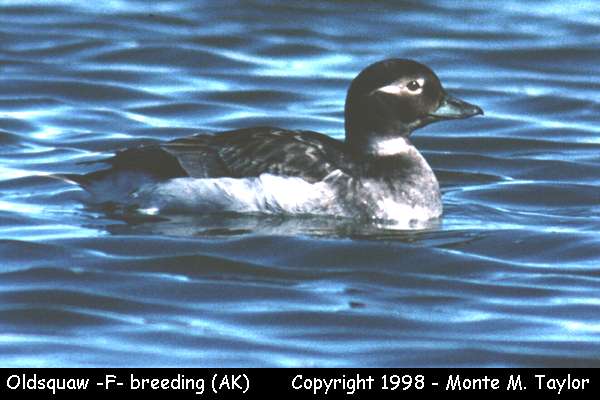 Long-tailed Duck (Oldsquaw) -female- (Gambell, St. Lawrence Island, Alaksa)