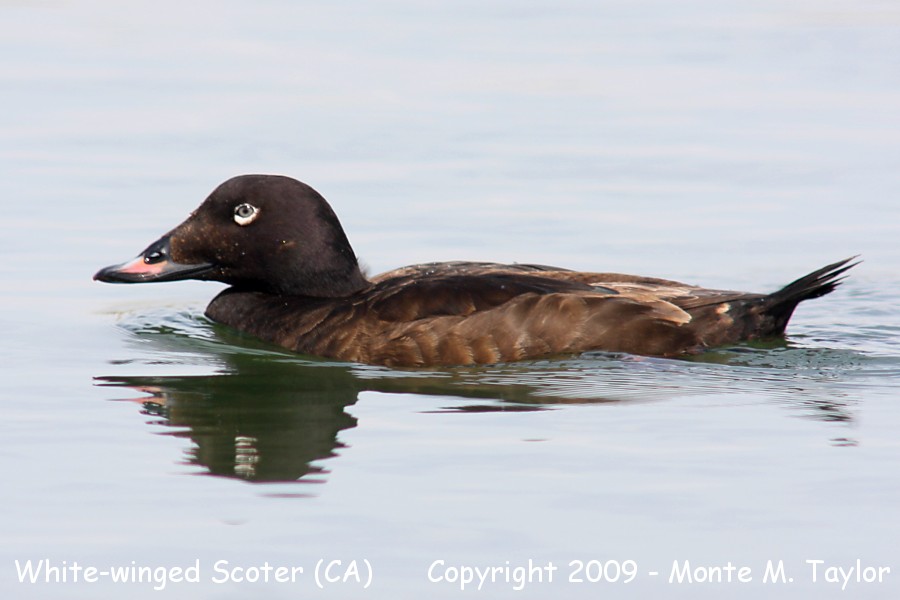 White-winged Scoter -first winter male- (California)