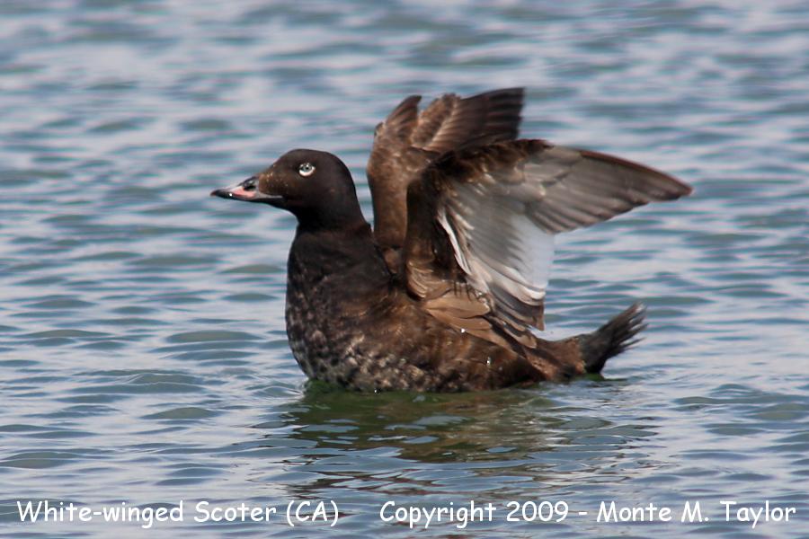 White-winged Scoter -first winter male- (California)