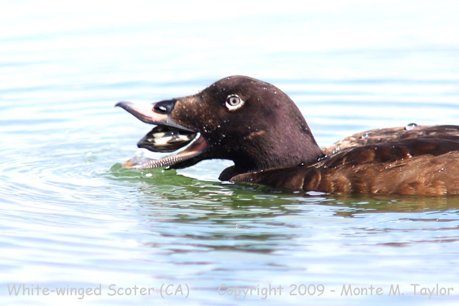 White-winged Scoter -first winter male- (California)