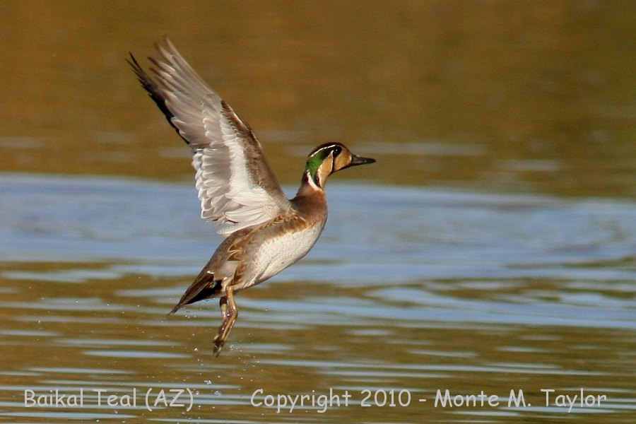 Baikal Teal -winter hatch year male- (Arizona)