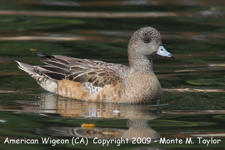 American Wigeon -female- (California)