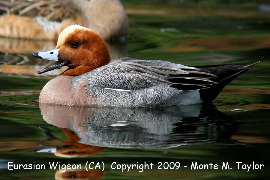 Eurasian Wigeon -male- (California)