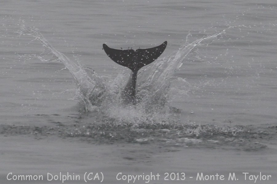 Common Dolphin -spring- (California)