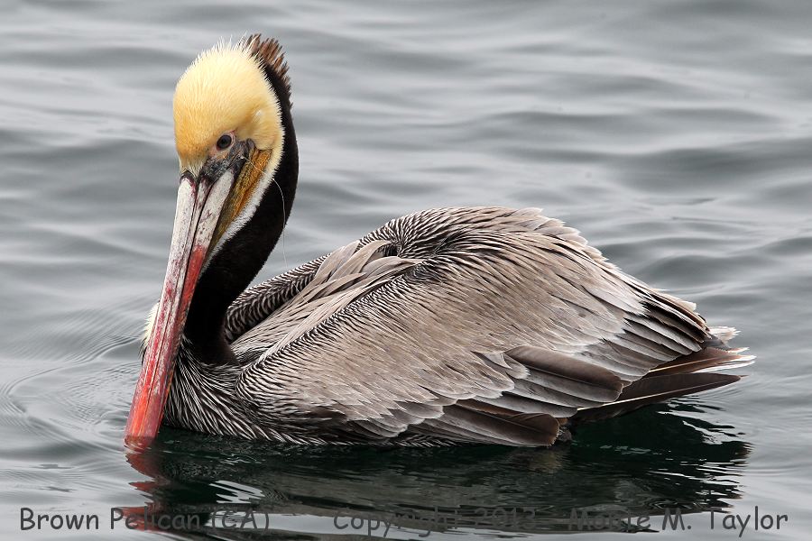 Brown Pelican -spring- (California)