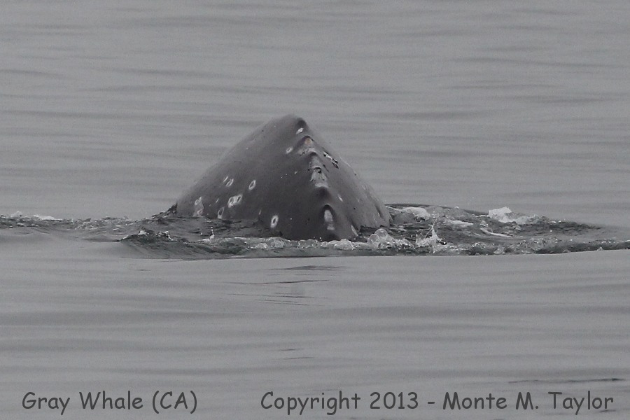 Gray Whale -spring- (California)
