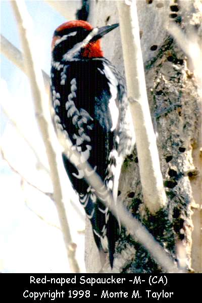 Red-naped Sapsucker -male-  (California)