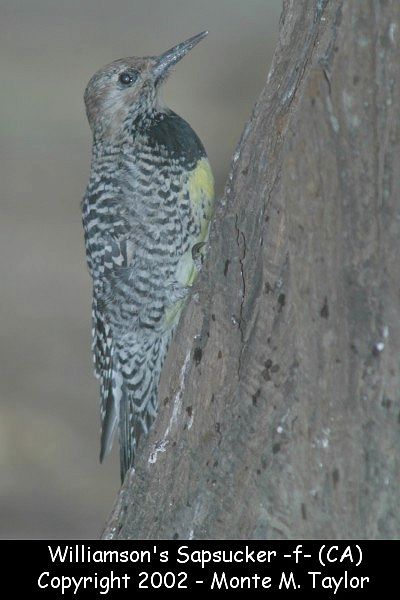 Williamson's Sapsucker -female- (California)