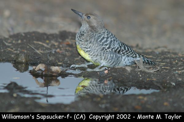 Williamson's Sapsucker -female- (California)