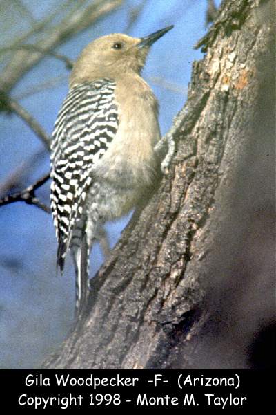 Gila Woodpecker -female-  (Arizona)