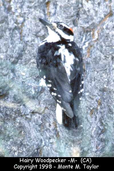 Hairy Woodpecker -male- (California)