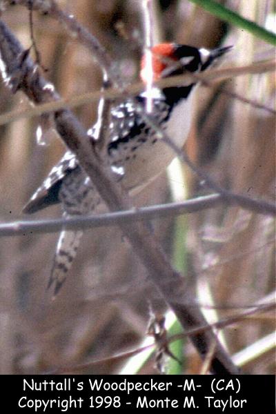 Nuttall's Woodpecker -male-  (California)