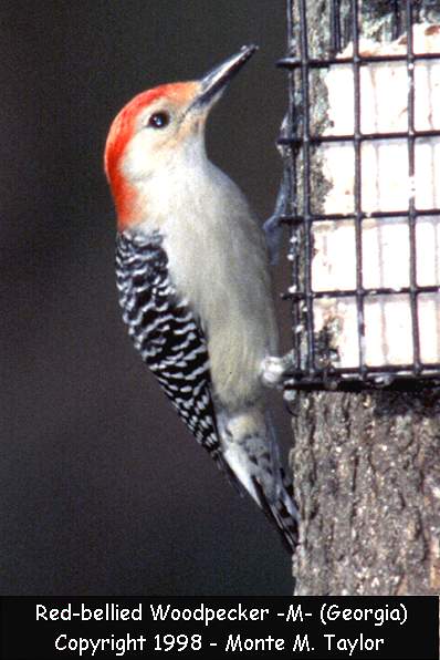Red-bellied Woodpecker -male-  (Georgia)
