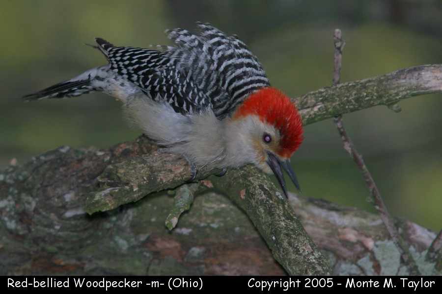 Red-bellied Woodpecker -male- (Ohio)