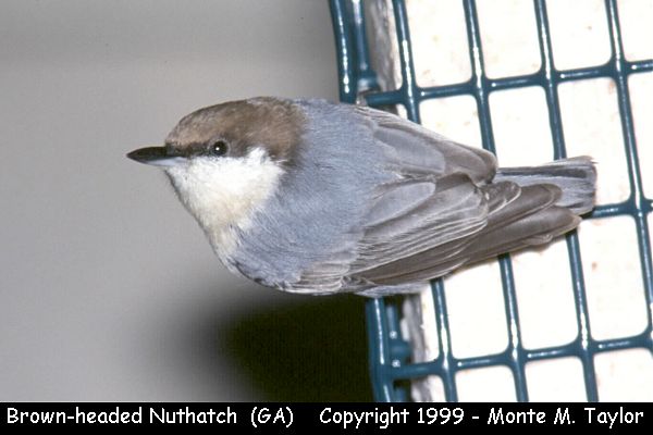 Brown-headed Nuthatch (Georgia)