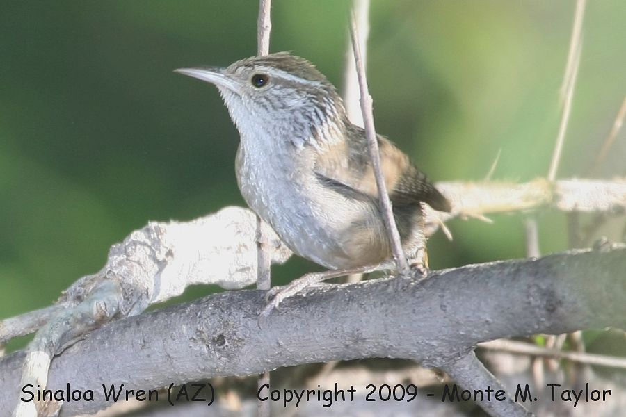 Sinaloa Wren -spring male- (Patagonia, AZ)