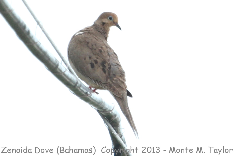 Zenaida Dove -summer- (Little Abaco, Bahamas)