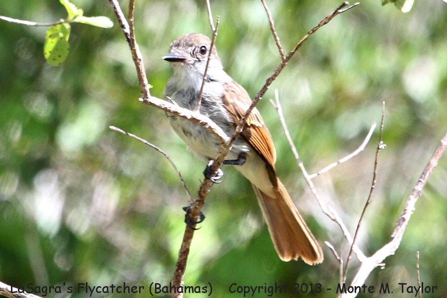 LaSagra's Flycatcher -summer- (Little Abaco, Bahamas)
