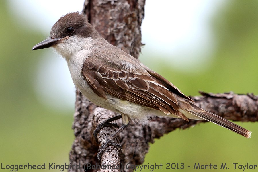 Loggerhead Kingbird -summer- (Little Abaco, Bahamas)