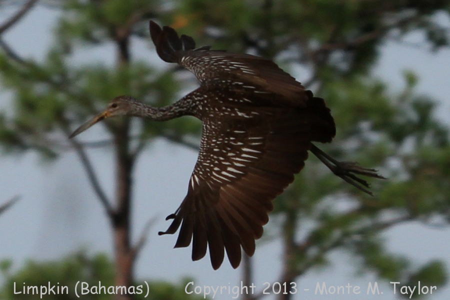 Limpkin -summer- (Little Abaco, Bahamas)