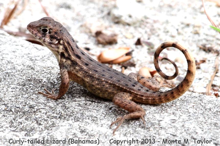 Little Bahama Curly-tailed Lizard -summer- (Little Abaco, Bahamas)