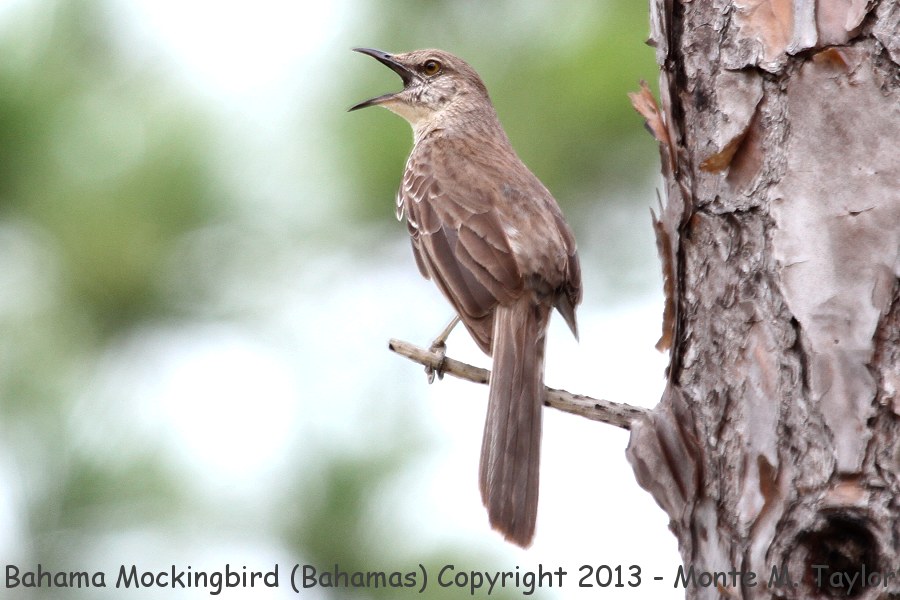 Bahama Mockingbird -summer- (Little Abaco, Bahamas)