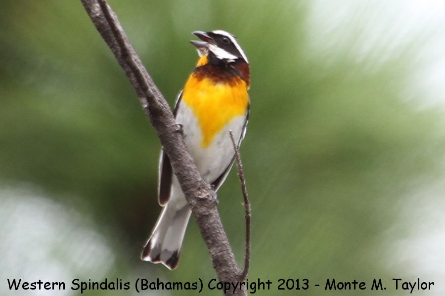 Western Spindalis -summer male- (Little Abaco, Bahamas)