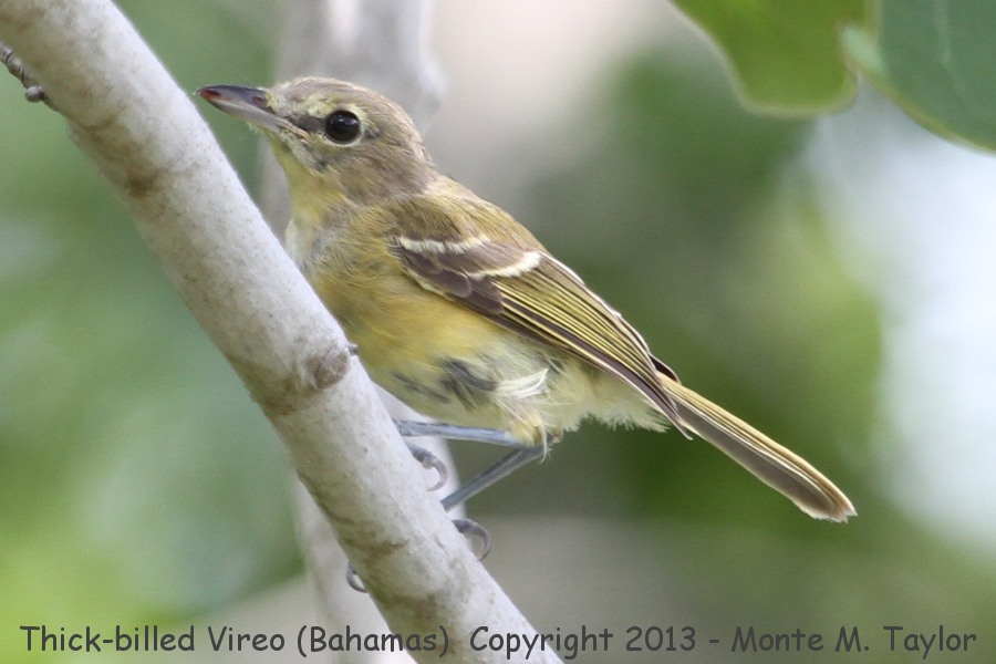 Thick-billed Vireo -summer- (Little Abaco, Bahamas)