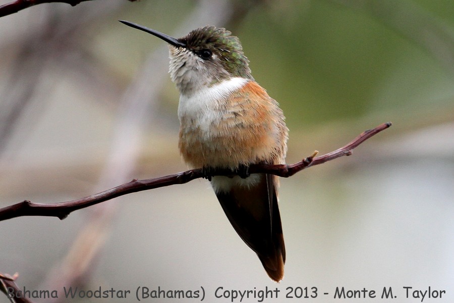 Bahama Woodstar -summer female- (Little Abaco, Bahamas)