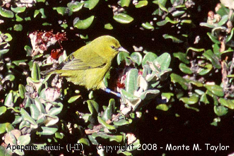 Apapane (Maui, Hawaii)