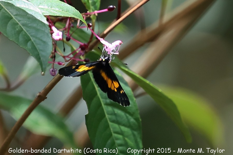 Golden-banded Dartwhite -winter- (Costa Rica)