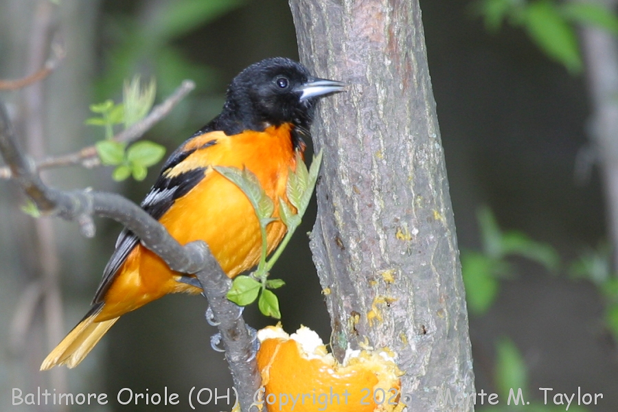 Baltimore Oriole -spring male- (Ohio)